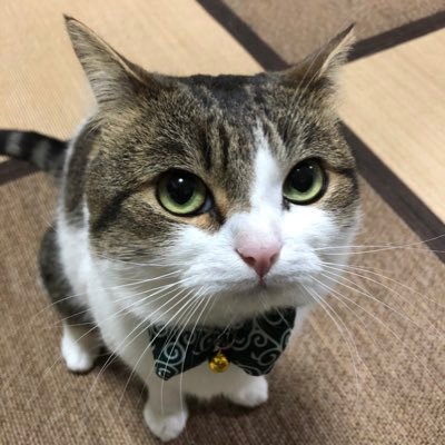 nikoandkotatoro's profile picture