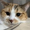 Kiko-Koki's profile picture