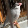 Rin (Java sparrow) 的头像