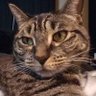 KoalatyControl's profile picture