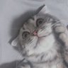 Rikiにゃ🐱's profile picture