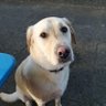 The Dog Toe's profile picture