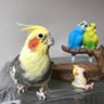 🌱レッサーエルル🐥🐈 的头像