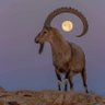 Profilbild von CHEDDA THE GOAT