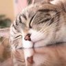 Niente🐾 的头像