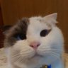 まろんりい profil fotoğrafı