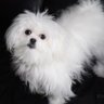 Daoying Ge 🇨🇦 🍁's profile picture