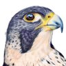 قصــافٌ 𓅓's profile picture