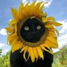 Profilbild von qop