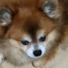 がるぼちっぷす's profile picture