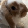 elotesmmrico's profile picture