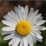Profilbild von Daisy
