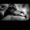 Adler JK's profile picture