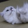 ニコ 的头像