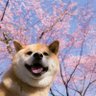 这世界很神奇吧's profile picture