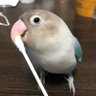 Фото профиля かよっぺ