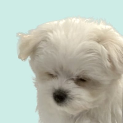 ほたて's profile picture