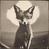 DustyBlackFox profil fotoğrafı