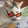 西やん profil fotoğrafı