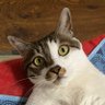 Profilbild von Cat Li