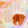 Profilbild von ストライズ