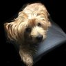 Scrappy’s Mum ❤️'s profile picture