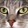 SPQR's profile picture