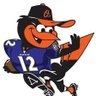 Oriole Bird Poe ็ๅคดๅ