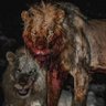Fudo_Lion🦁💯 的头像