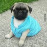Pug casi Pitbull 的头像