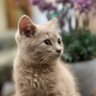 thegreatpretender's profile picture