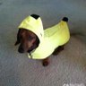 salxixa de banana profil fotoğrafı