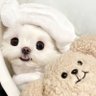 겨울아지🍡's profile picture