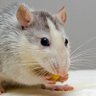 Profilbild von rat