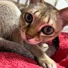 きぃちゃん profil fotoğrafı