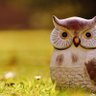 Фото профиля tar_owls