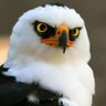 Фото профиля چشم عقاب/EagleEye