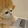 王辰宇 profil fotoğrafı