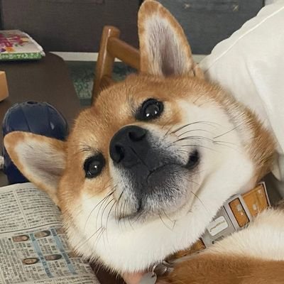 実家の犬コロ's profile picture