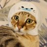 貓尾巴's profile picture