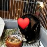 ウサぽん 的头像