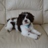 DKizzy's profile picture