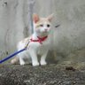 ずん。 profil fotoğrafı