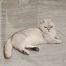 RYJ Studio's profile picture