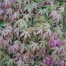 Фото профиля ステイゴールド