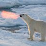 GrizzWhizz profil fotoğrafı