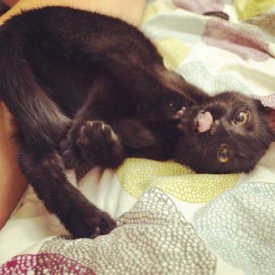 catunderhood's profile picture