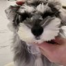 Sadoch profil fotoğrafı
