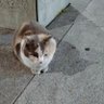 gocchyo's profile picture