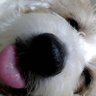 Profilbild von いちからやり直し‎🫣あざと悪い11ちゃい♂🐶